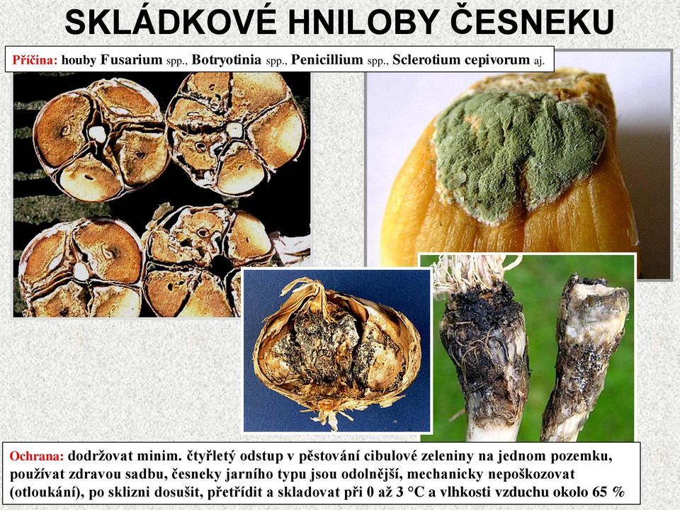 čtyřletý odstup v pěstování cibulové zeleniny na jednom pozemku, používat zdravou sadbu, česneky