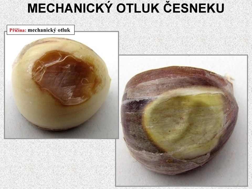 ČESNEKU