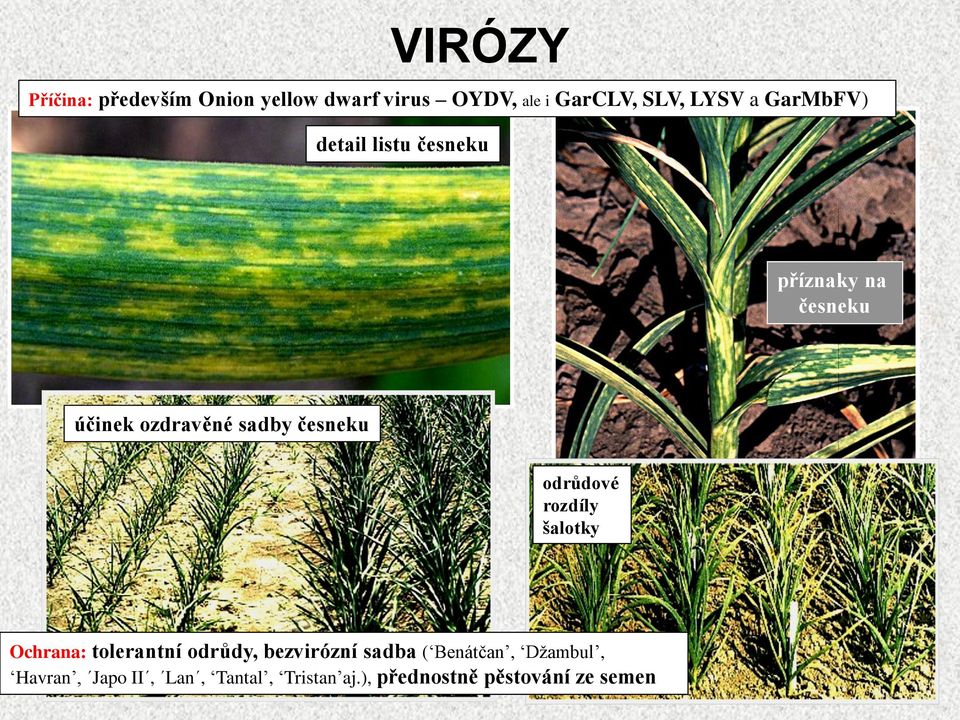 česneku odrůdové rozdíly šalotky Ochrana: tolerantní odrůdy, bezvirózní sadba (