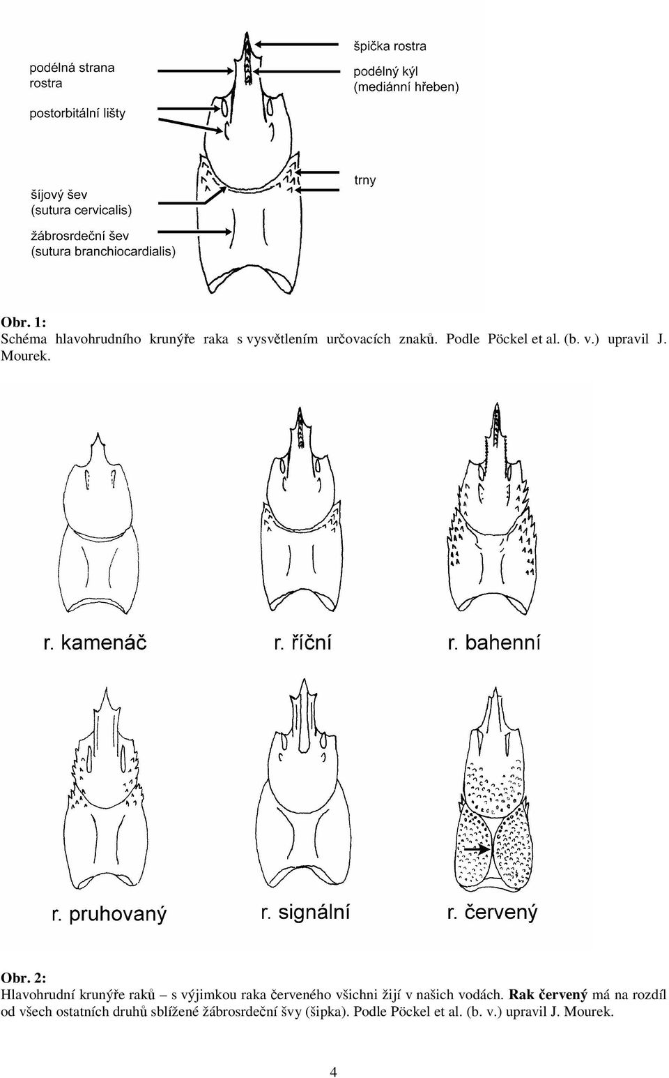 2: Hlavohrudní krunýe rak s výjimkou raka erveného všichni žijí v našich vodách.