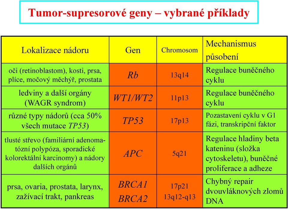 cyklu v G1 fázi, transkripční faktor tlusté střevo (familiární adenomatózní polypóza, sporadické kolorektální karcinomy) a nádory dalších orgánů APC 5q21 Regulace hladiny