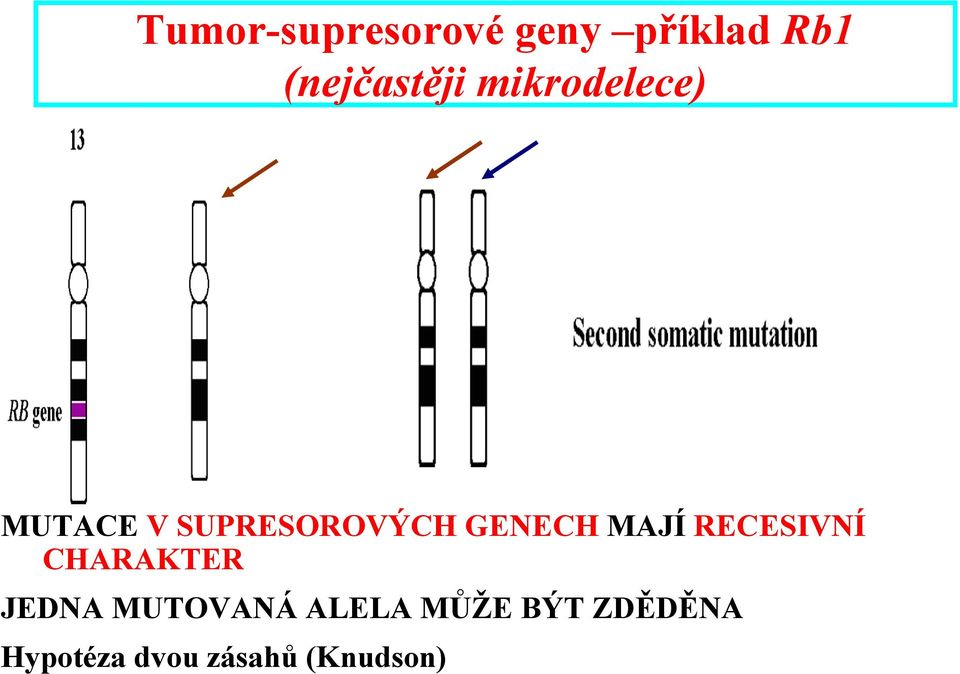 SUPRESOROVÝCH GENECH MAJÍ RECESIVNÍ CHARAKTER