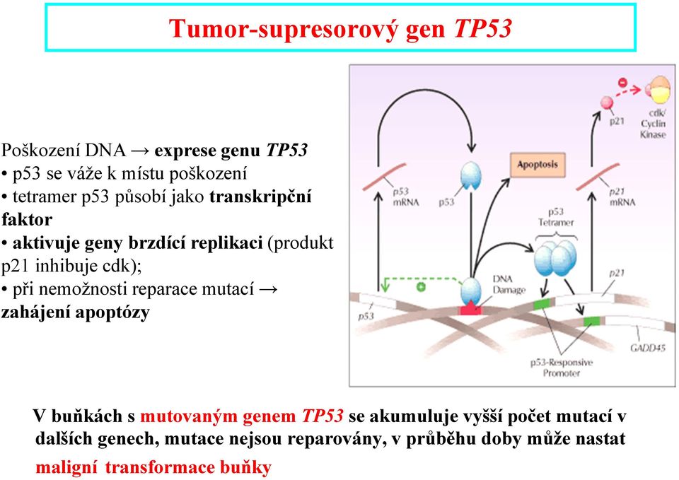nemožnosti reparace mutací zahájení apoptózy V buňkách s mutovaným genem TP53 se akumuluje vyšší
