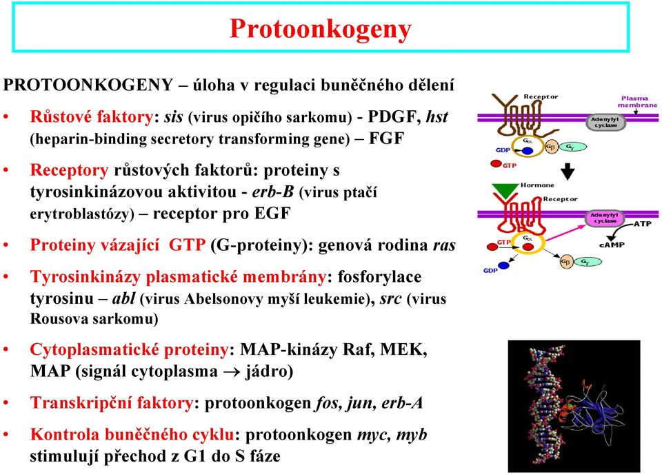rodina ras Tyrosinkinázy plasmatické membrány: fosforylace tyrosinu abl (virus Abelsonovy myší leukemie), src (virus Rousova sarkomu) Cytoplasmatické proteiny:
