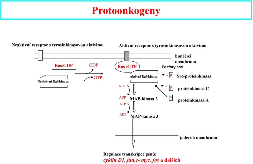 ATP ADP MAP-kinasa 2 ATP ADP Fosforylace P Src-proteinkinasa P proteinkinasa C P proteinkinasa