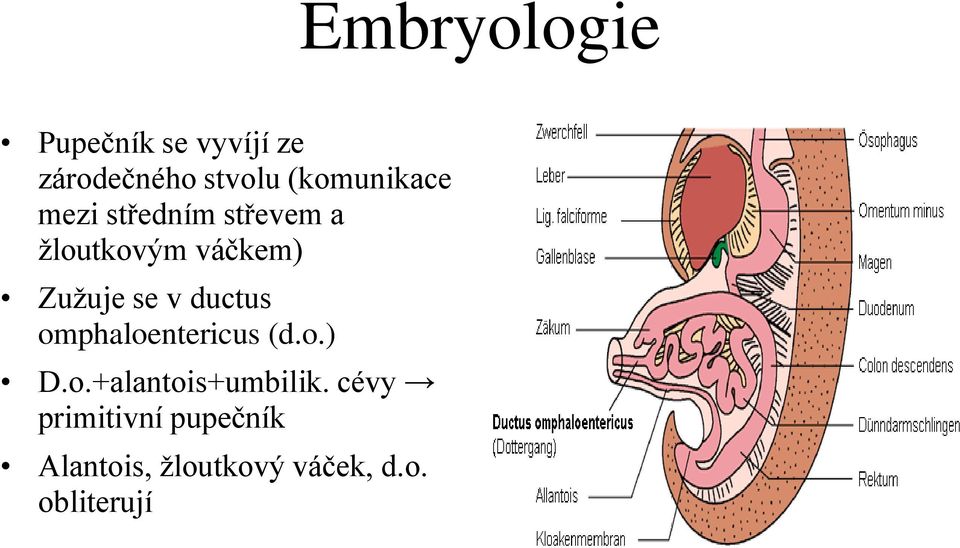 Zužuje se v ductus omphaloentericus (d.o.) D.o.+alantois+umbilik.