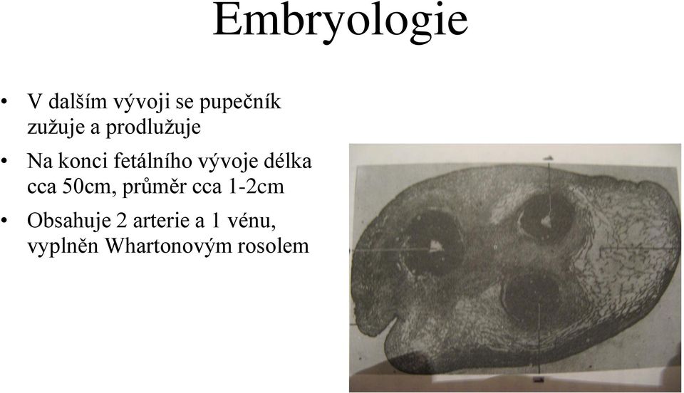 vývoje délka cca 50cm, průměr cca 1-2cm