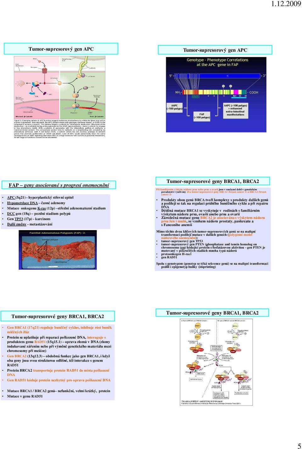 prsu a ovarií jsou v současné době v genetickém poradenství vyuţívány dva tumor-supresorové geny BRCA1 (breast cancer 1) a BRCA2 (breast cancer 2) Produkty obou genů BRCA tvoří komplexy s produkty