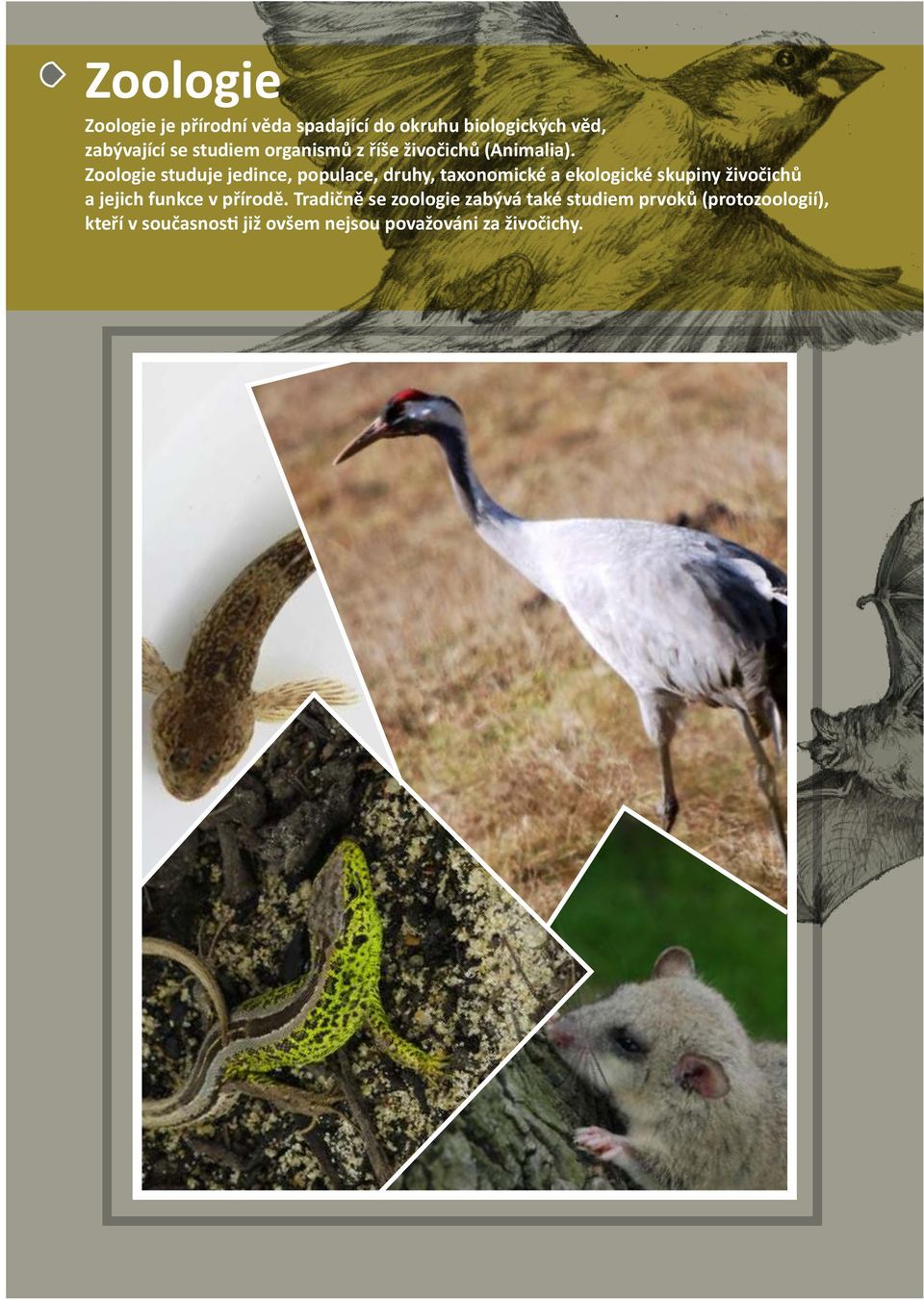 Zoologie studuje jedince, populace, druhy, taxonomické a ekologické skupiny živočichů a