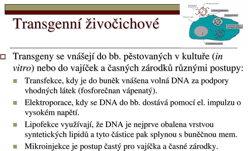 vnášena volná DNA za podpory vhodných látek (fosforečnan vápenatý). Elektroporace, kdy se DNA do bb. dostává pomocí el.