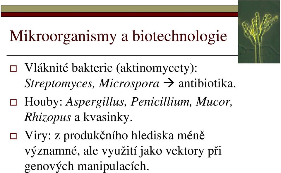 Houby: Aspergillus, Penicillium, Mucor, Rhizopus a kvasinky.