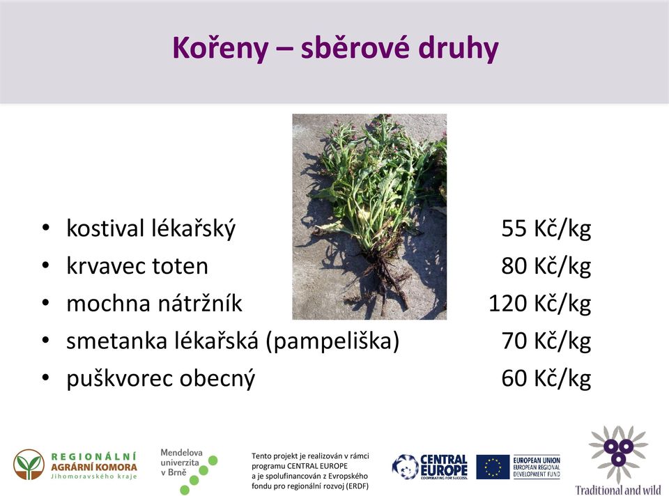 lékařská (pampeliška) puškvorec obecný