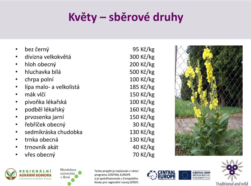 sedmikráska chudobka trnka obecná trnovník akát vřes obecný 95 Kč/kg 300 Kč/kg 200 Kč/kg 500