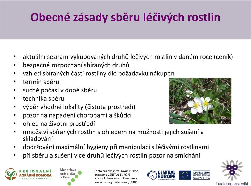 (čistota prostředí) pozor na napadení chorobami a škůdci ohled na životní prostředí množství sbíraných rostlin s ohledem na možnosti jejich