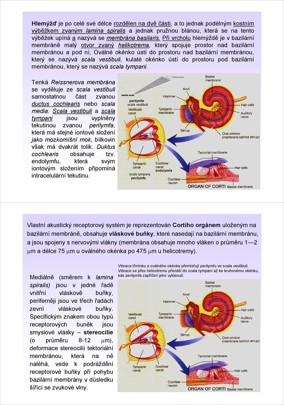 Při vrcholu hlemýždě je v bazilární membráně malý otvor zvaný helikotrema, který spojuje prostor nad bazilární membránou a pod ní, Oválné okénko ústí do prostoru nad bazilární membránou, který se