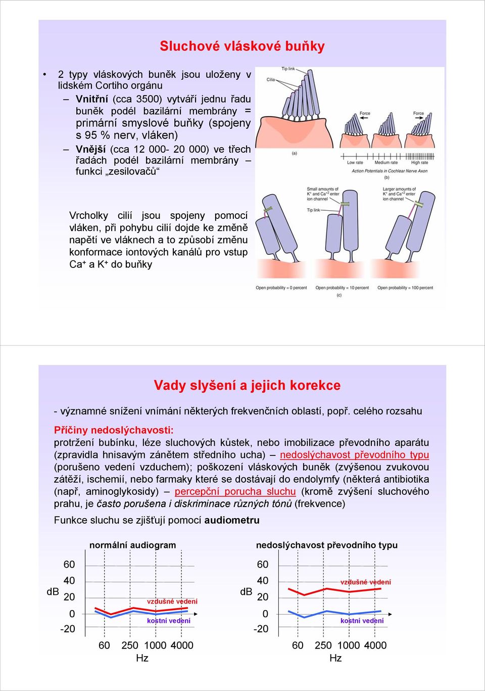 způsobí změnu konformace iontových kanálů pro vstup Ca + a K + do buňky Vady slyšení a jejich korekce - významné snížení vnímání některých frekvenčních oblastí, popř.