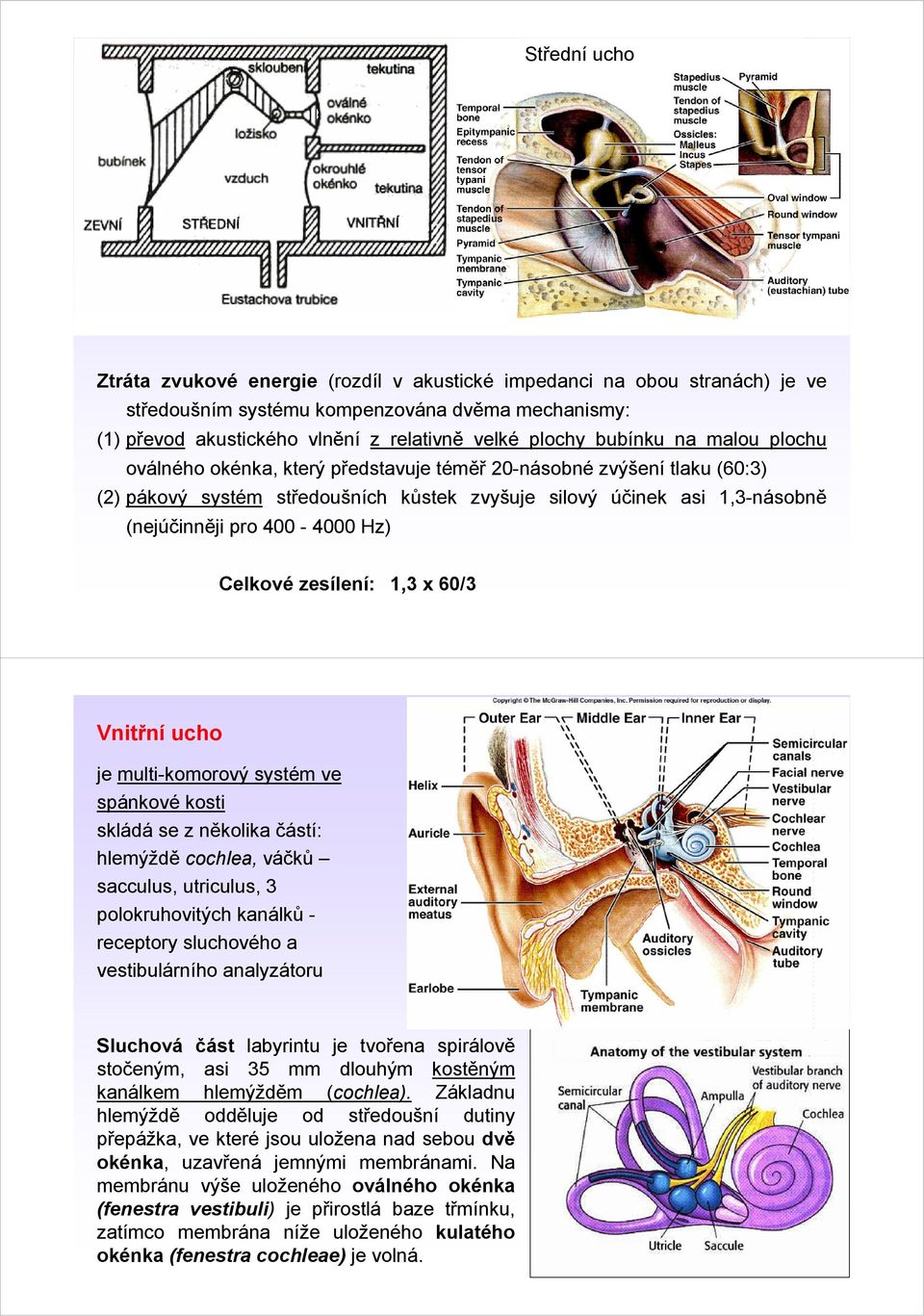 Hz) Celkové zesílení: 1,3 x 60/3 Vnitřní ucho je multi-komorový systém ve spánkové kosti skládá se z několika částí: hlemýždě cochlea, váčků sacculus, utriculus, 3 polokruhovitých kanálků receptory