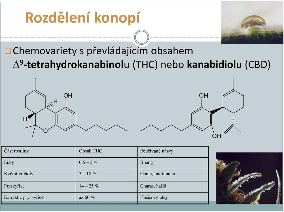rostliny Obsah THC Používané názvy Listy 0,5 3 % Bhang Květní vrcholy 3