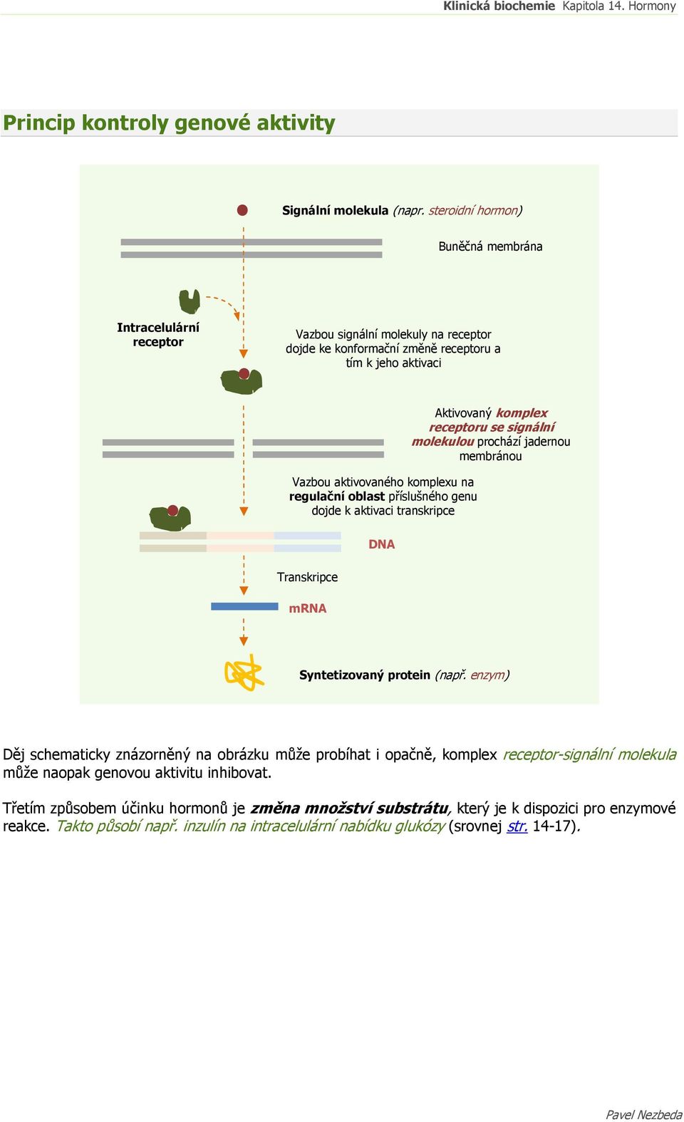 regulační oblast příslušného genu dojde k aktivaci transkripce Aktivovaný komplex receptoru se signální molekulou prochází jadernou membránou DNA Transkripce mrna Syntetizovaný protein (např.