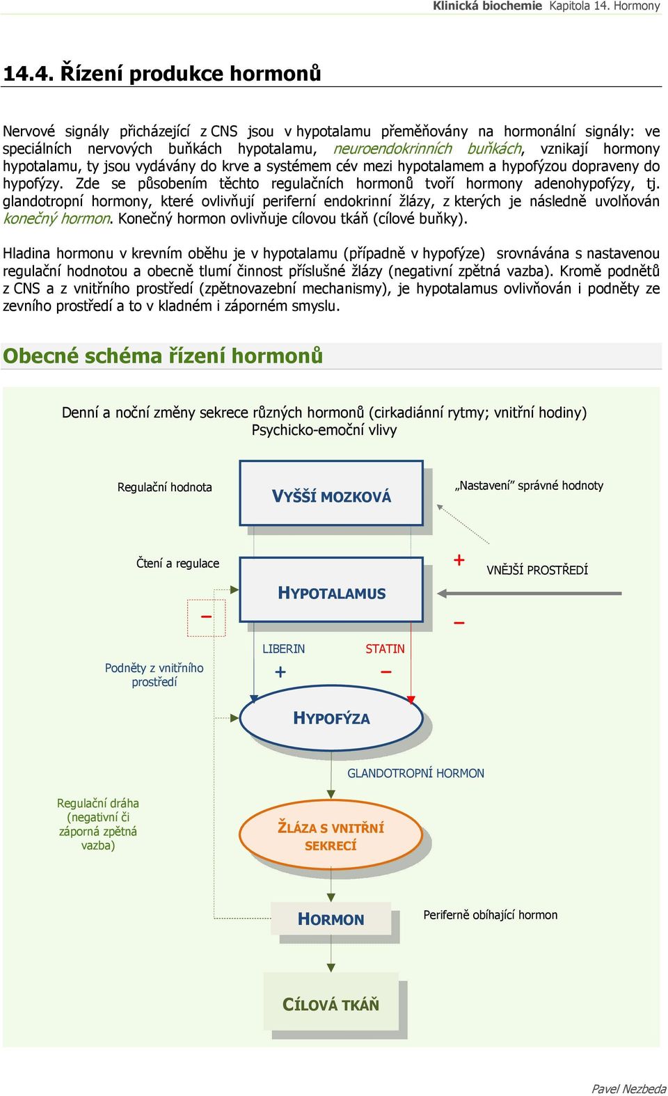 glandotropní hormony, které ovlivňují periferní endokrinní žlázy, z kterých je následně uvolňován konečný hormon. Konečný hormon ovlivňuje cílovou tkáň (cílové buňky).