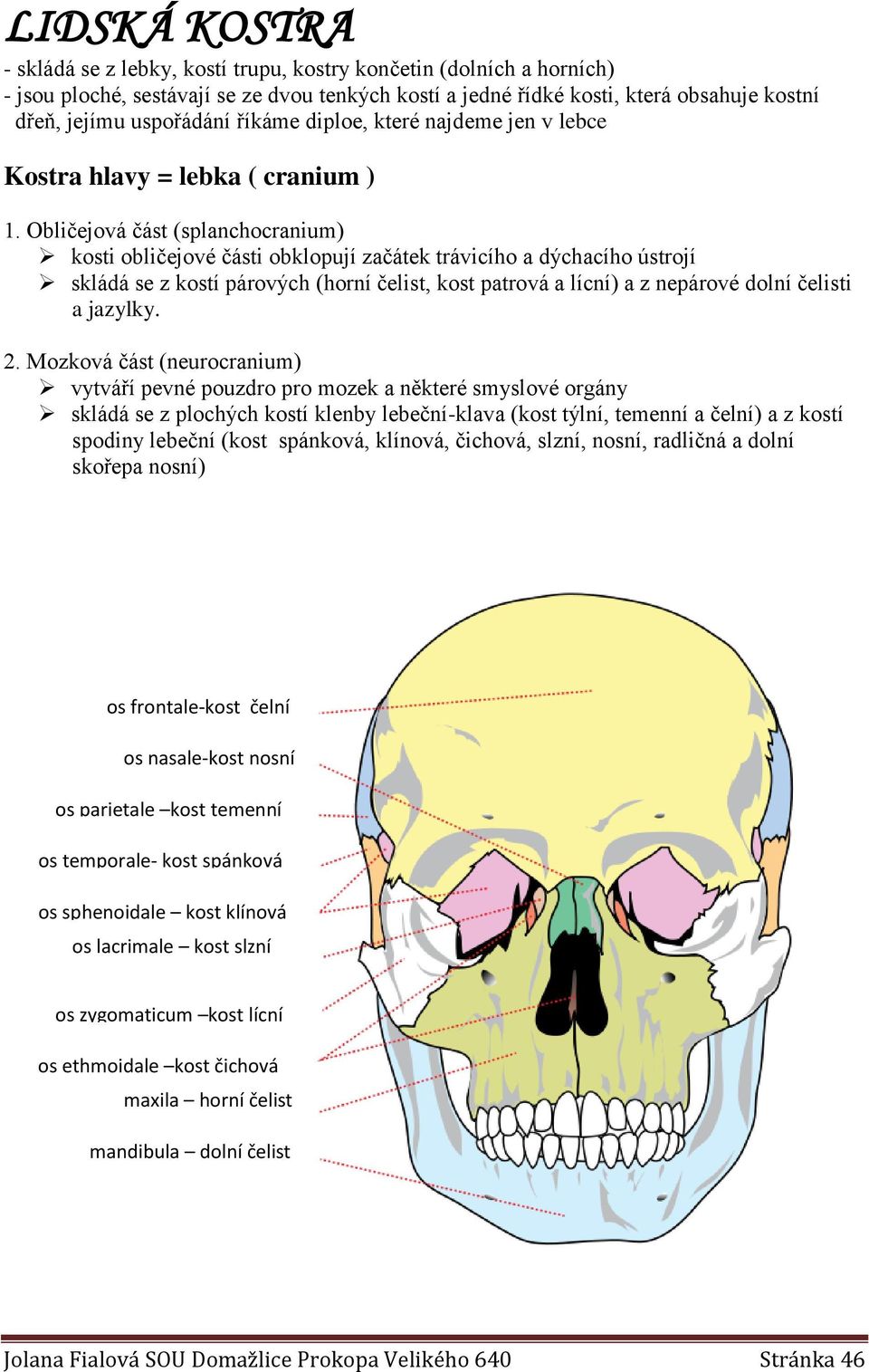 Obličejová část (splanchocranium) kosti obličejové části obklopují začátek trávicího a dýchacího ústrojí skládá se z kostí párových (horní čelist, kost patrová a lícní) a z nepárové dolní čelisti a