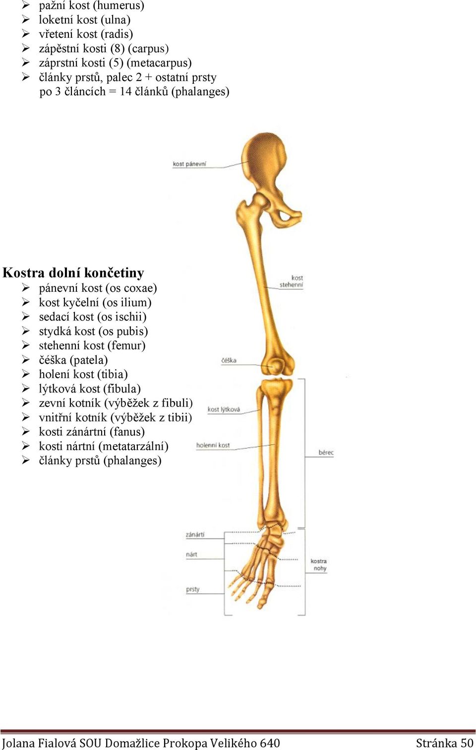 stydká kost (os pubis) stehenní kost (femur) čéška (patela) holení kost (tibia) lýtková kost (fibula) zevní kotník (výběžek z fibuli) vnitřní kotník