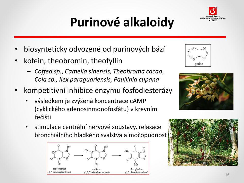 , Ilex paraguariensis, Paullinia cupana kompetitivní inhibice enzymu fosfodiesterázy výsledkem je