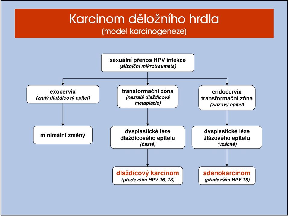 transformační zóna (žlázový epitel) minimální změny dysplastické léze dlaždicového epitelu (časté)