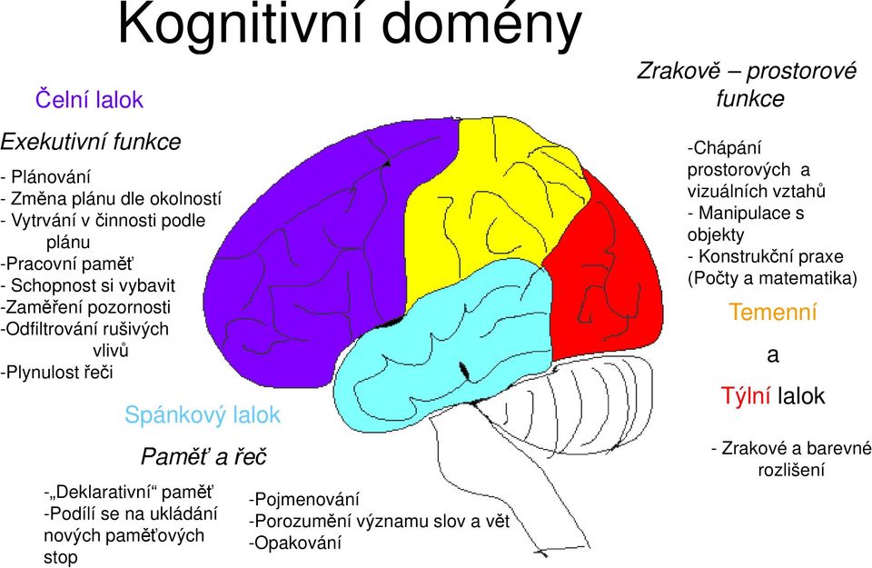 -Podílí se na ukládání nových paměťových stop -Pojmenování -Porozumění významu slov a vět -Opakování Zrakově prostorové funkce -Chápání