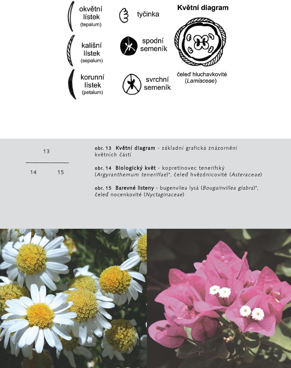 14 Biologický květ - kopretinovec tenerifský ( Argyranthemum teneriffae