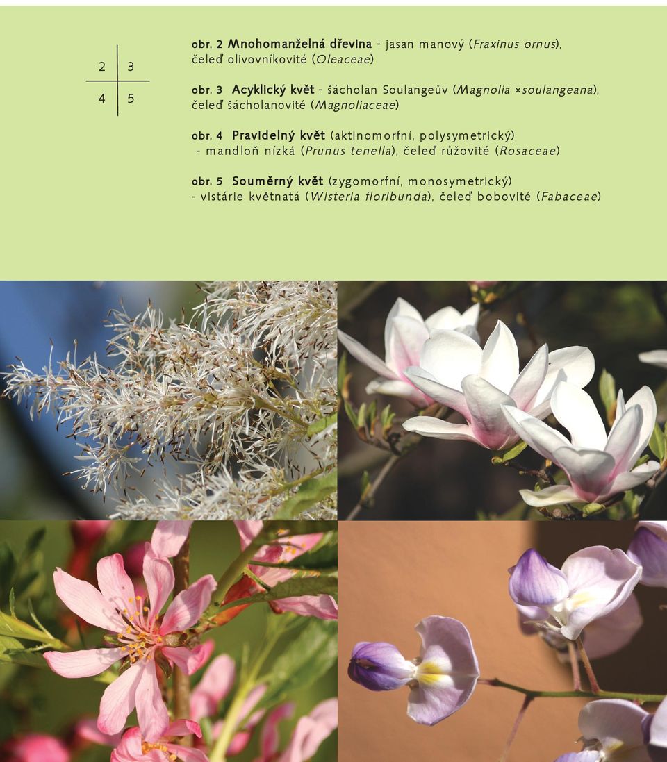 4 Pravidelný květ (aktinomorfní, polysymetrický) - mandloň nízká ( Prunus tenella ), čele růžovité ( Rosaceae )