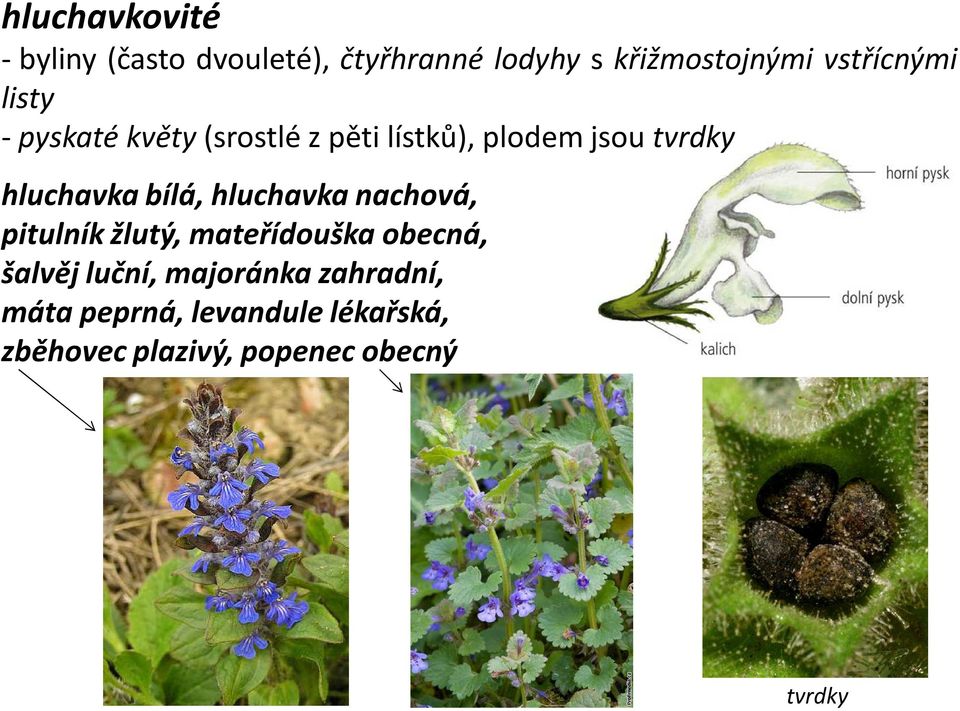 hluchavka bílá, hluchavka nachová, pitulník žlutý, mateřídouška obecná, šalvěj