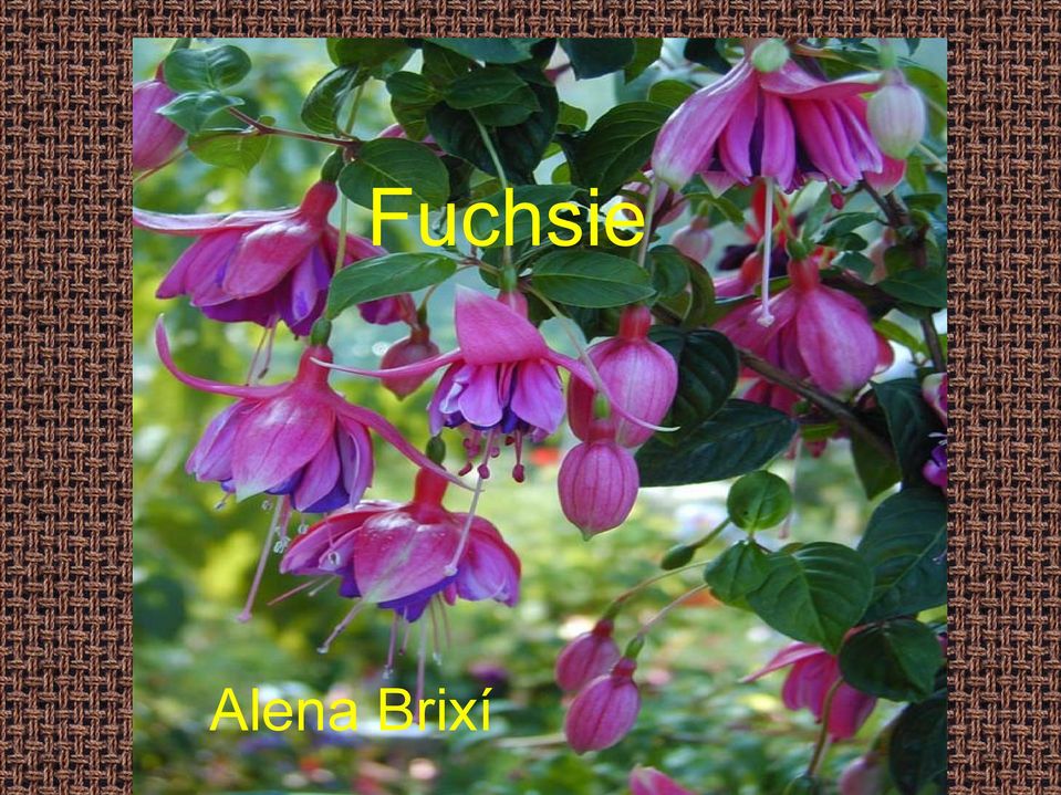 Fuchsie