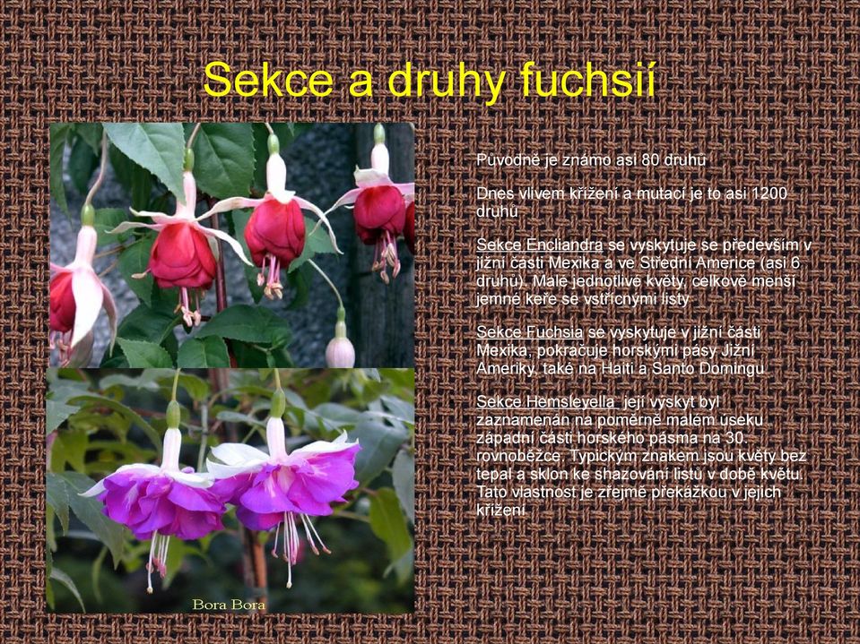 Malé jednotlivé květy, celkově menší jemné keře se vstřícnými listy Sekce Fuchsia se vyskytuje v jižní části Mexika, pokračuje horskými pásy Jižní Ameriky,