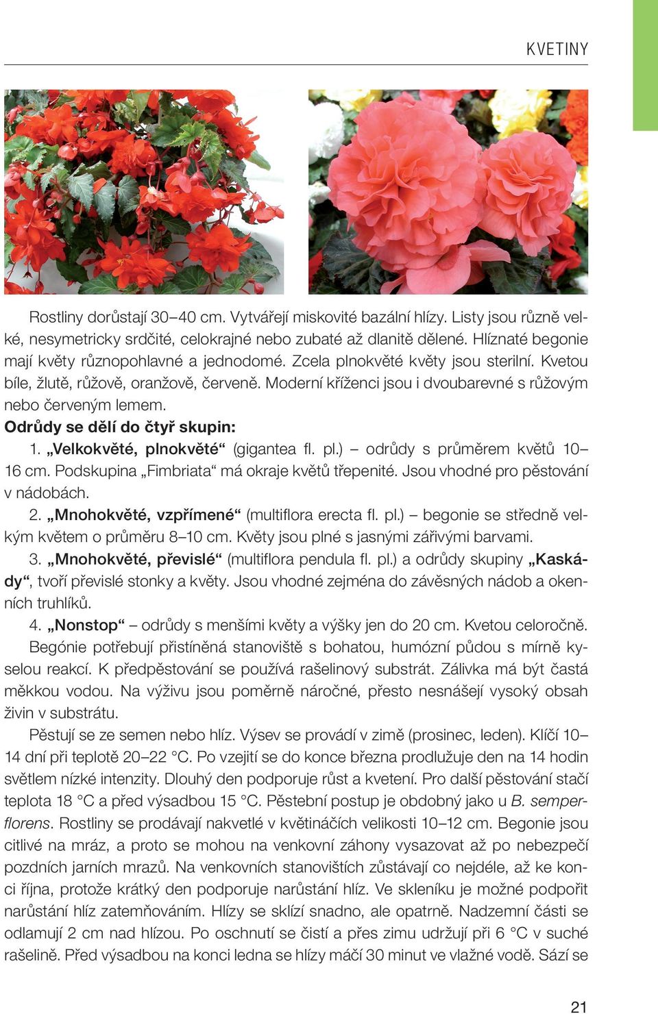 Moderní kříženci jsou i dvoubarevné s růžovým nebo červeným lemem. Odrůdy se dělí do čtyř skupin: 1. Velkokvěté, plnokvěté (gigantea fl. pl.) odrůdy s průměrem květů 10 16 cm.