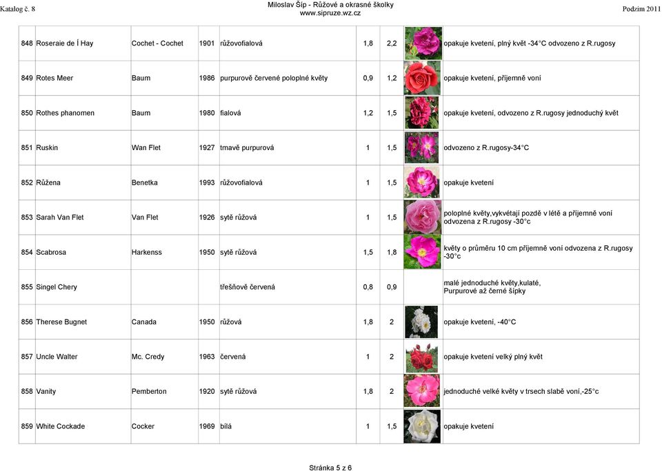 rugosy jednoduchý květ 85 Ruskin Wan Flet 97 tmavě purpurová odvozeno z R.