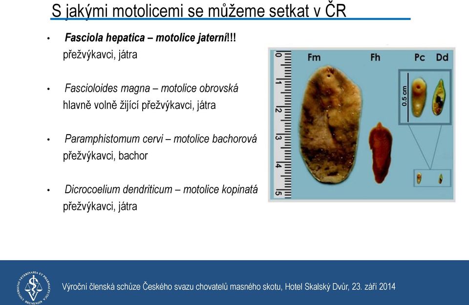 !! přežvýkavci, játra Fascioloides magna motolice obrovská hlavně volně
