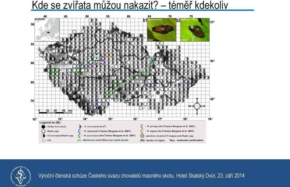 metacerkáriemi složitý vývoj v MH semiakvatičtí plži r.