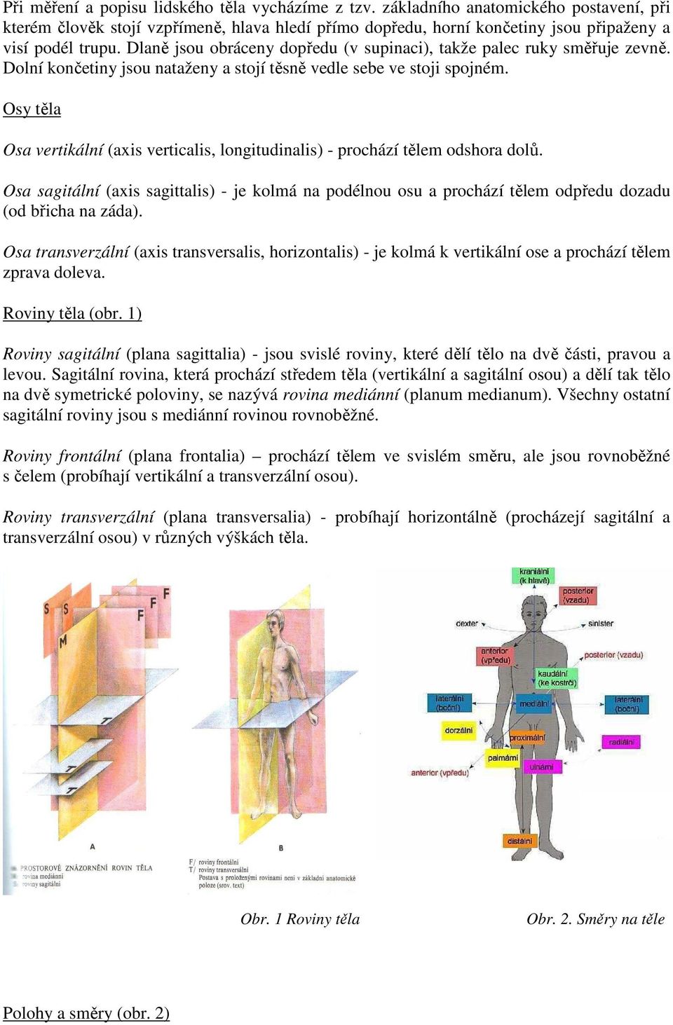 Osy těla Osa vertikální (axis verticalis, longitudinalis) - prochází tělem odshora dolů. Osa sagitální (axis sagittalis) - je kolmá na podélnou osu a prochází tělem odpředu dozadu (od břicha na záda).