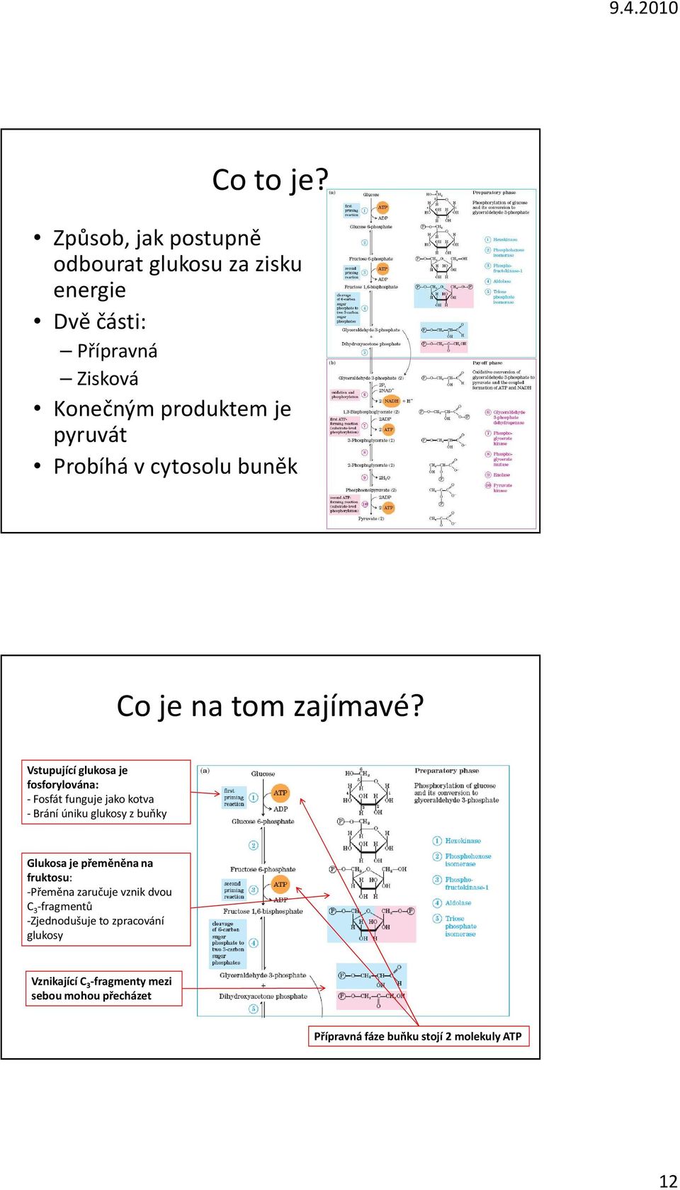 Probíhá v cytosolu buněk Co je na tom zajímavé?