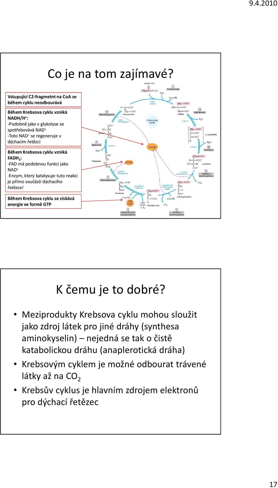 dýchacím řetězci Během Krebsova cyklu vzniká FADH 2 : -FAD má podobnou funkci jako NAD + -Enzym, který katalysuje tuto reakci je přímo součástí dýchacího řetězce!