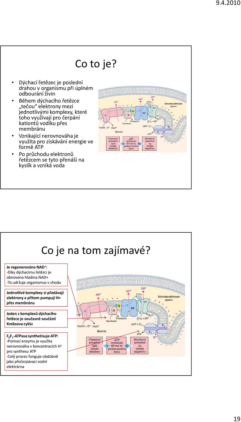 Je regenerováno NAD + : -Díky dýchacímu řetězci je obnovena hladina NAD+ -To udržuje organismus v chodu Jednotlivé komplexy si předávají elektrony a přitom pumpují H+ přes membránu Jeden z komplexů