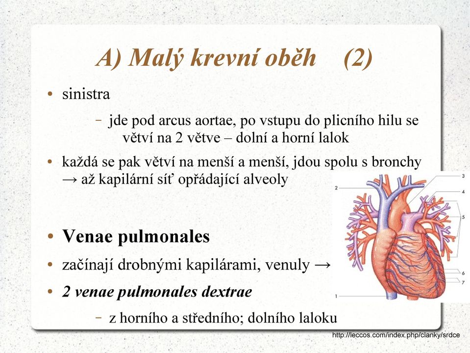 kapilární síť opřádající alveoly Venae pulmonales začínají drobnými kapilárami, venuly 2