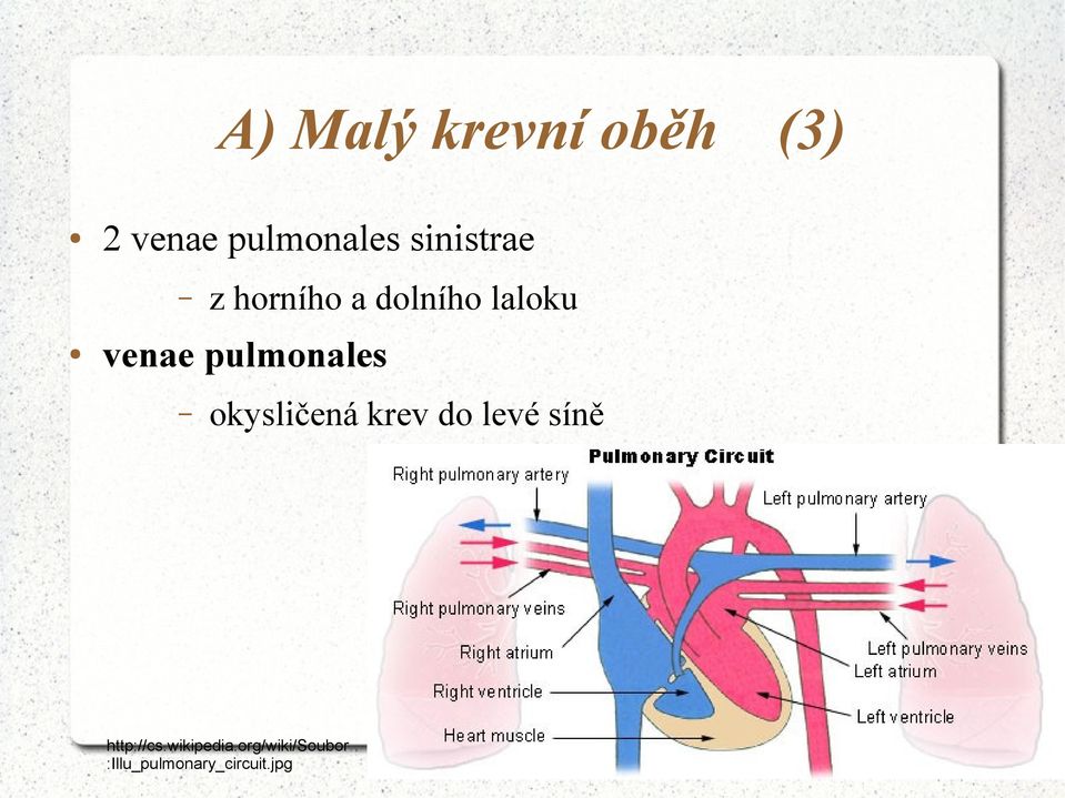 pulmonales okysličená krev do levé síně