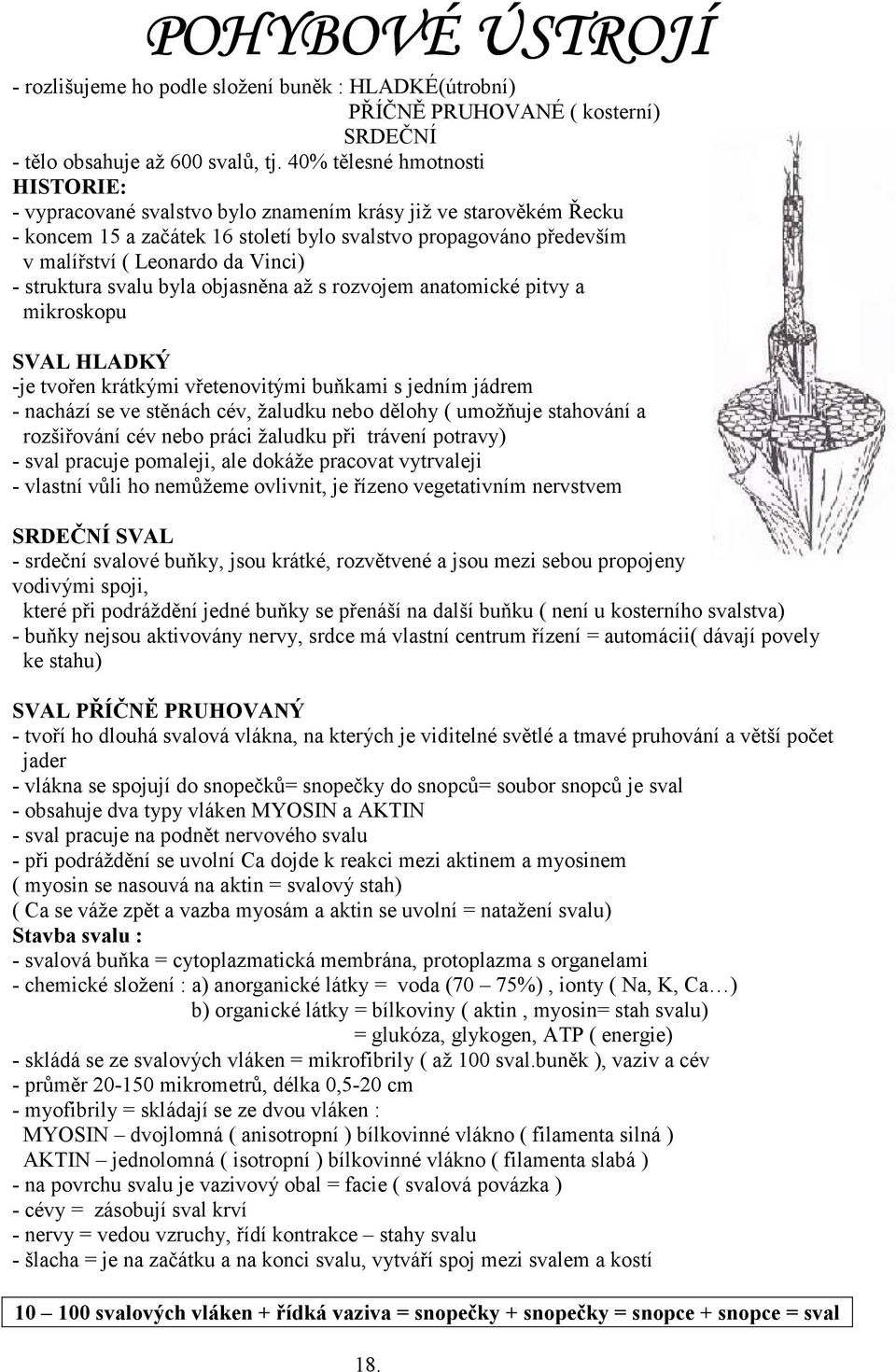 Vinci) - struktura svalu byla objasněna až s rozvojem anatomické pitvy a mikroskopu SVAL HLADKÝ -je tvořen krátkými vřetenovitými buňkami s jedním jádrem - nachází se ve stěnách cév, žaludku nebo