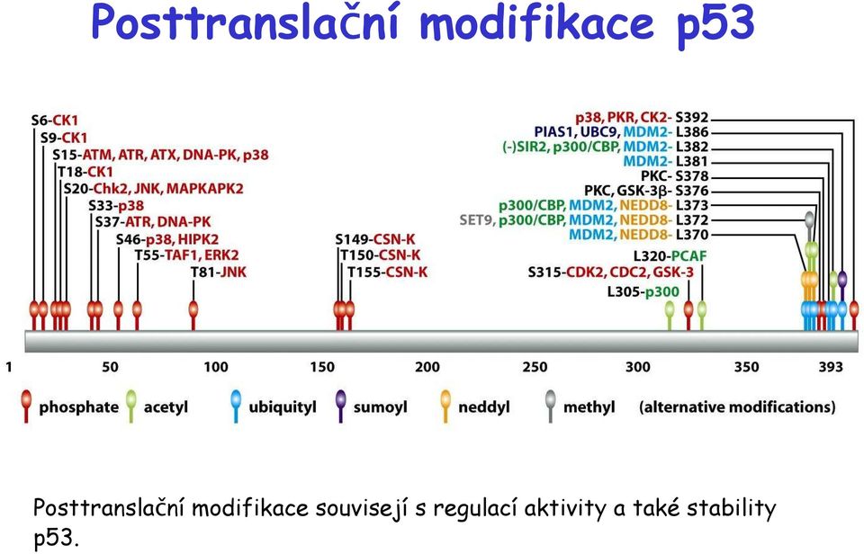 aktivity a také stability