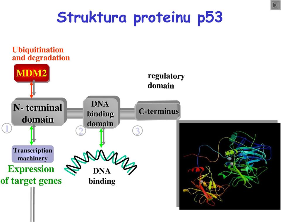 domain N- N-terminal domain 1 2 3 C-terminus