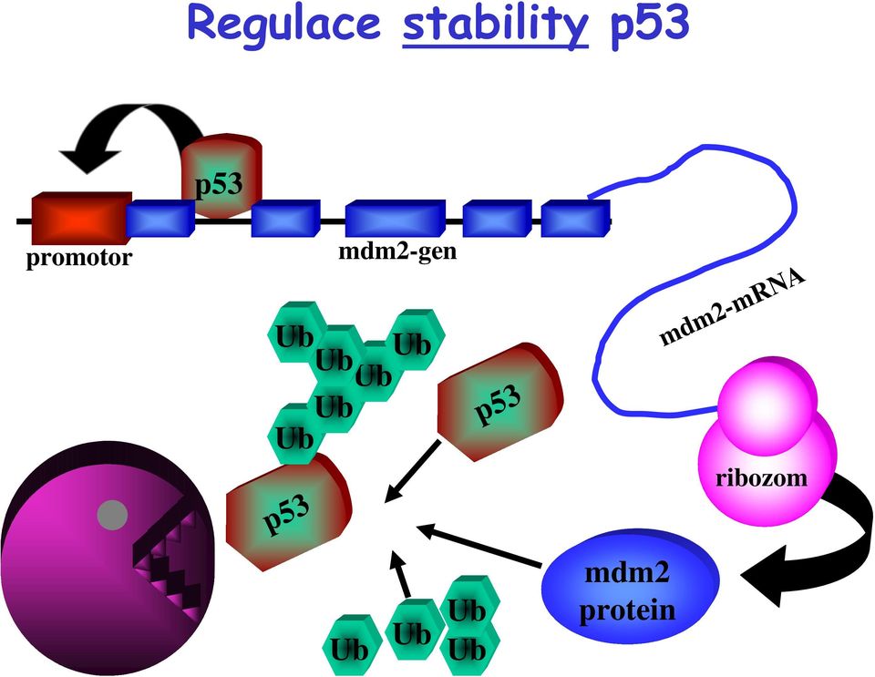 mdm2-gen Ub p53 mdm2-mrna