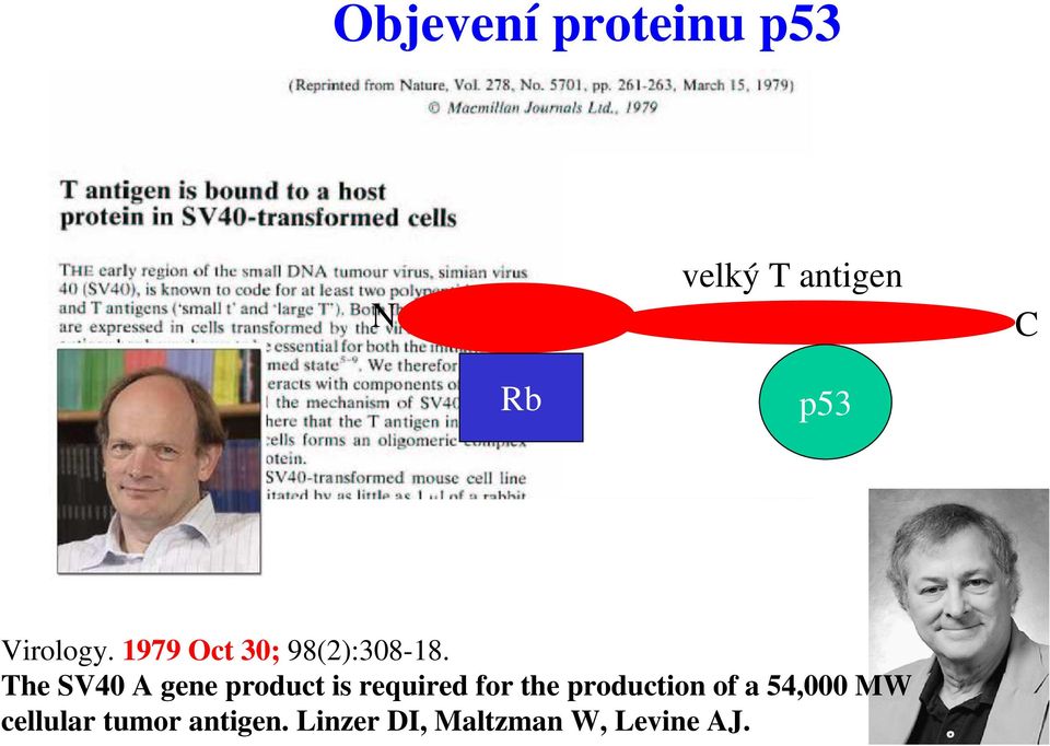 The SV40 A gene product is required for the