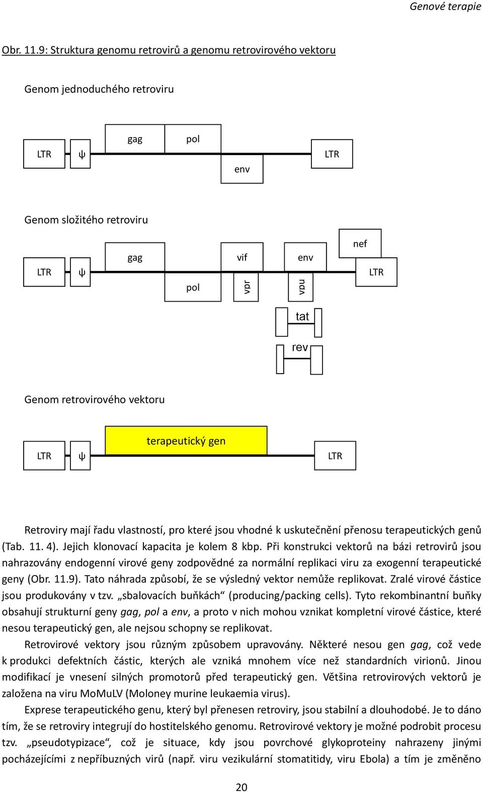 vektoru terapeutický gen LTR ψ LTR Retroviry mají řadu vlastností, pro které jsou vhodné k uskutečnění přenosu terapeutických genů (Tab. 11. 4). Jejich klonovací kapacita je kolem 8 kbp.